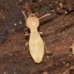 Termite Control Service in Mumbai