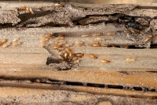 best termite control treatment in Mumbai