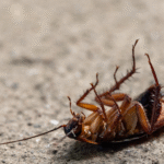 Cockroach Control Services in Mumbai