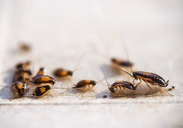 German Cockroach Control Services in Mumbai