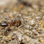 Detailed macro photography of an ant on rocky ground, showcasing natural colors and textures.