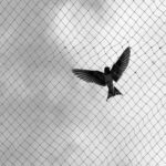 Monochrome photo of a bird trapped in netting against a cloudy sky.
