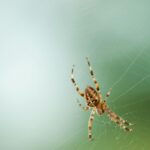 Macro shot of a spider on its delicate web against a blurred natural background.